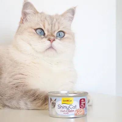 Sparpaket GimCat ShinyCat Filet in Jelly 12 x 70 g - Thunfisch & Hühnchen Mix Sparpaket GimCat ShinyCat Filet in Jelly 12 x 70 g - Thunfisch & Hühnchen Mix