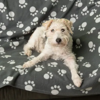 Cane sdraiato su coperta grigia con impronte di zampe bianche. Il prodotto mostra design e comfort della coperta.
