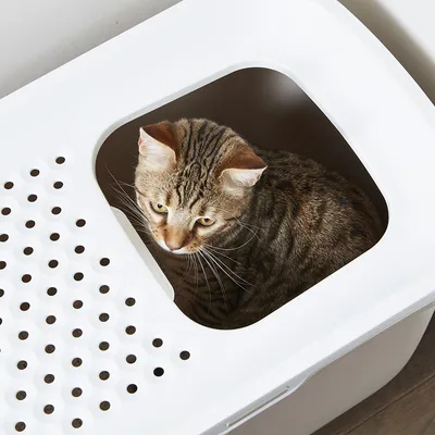 Gato atigrado sentado en un arenero blanco para gatos con patrón de agujeros en la parte superior.