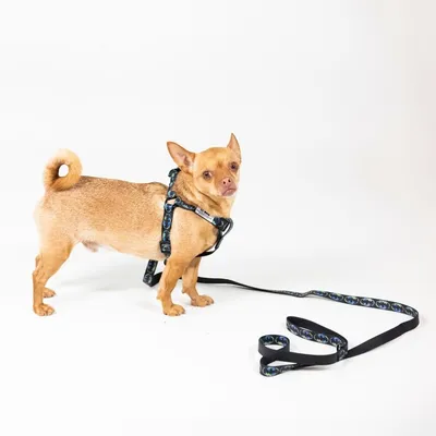 Pettorina per cani con guinzaglio abbinato, design nero con motivi colorati. Pettorina e guinzaglio collegati.