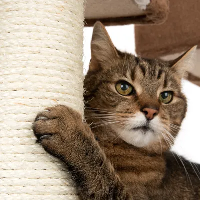 Close-up of a cat sharpening its claws on a sisal scratching post.