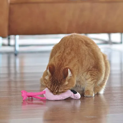 Rote Katze spielt mit rosa Plüschspielzeug in Form eines Flamingos auf Holzboden.