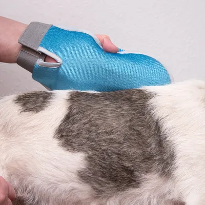 Handschuh mit blauer Oberfläche wird verwendet, um das Fell eines Tieres zu pflegen.