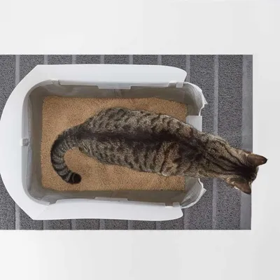 Котка в бяла котешка тоалетна с бежова постелка, изглед отгоре.