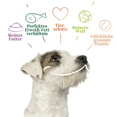 Reines Futter, perfektes Eiweiß-Fett-Verhältnis, Tierschutz, bessere Welt, glückliche gesunde Hunde. Hundebild mit Text und Symbolen.