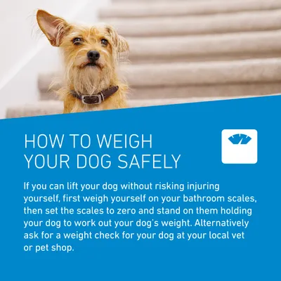 Instructions on how to weigh your dog safely using bathroom scales or by asking for a weight check at a vet or pet shop. Includes step-by-step guidance for safe weighing.