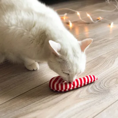 Бяла котка души червено-бяла раирана играчка върху дървен под. На заден план се виждат светещи лампички.