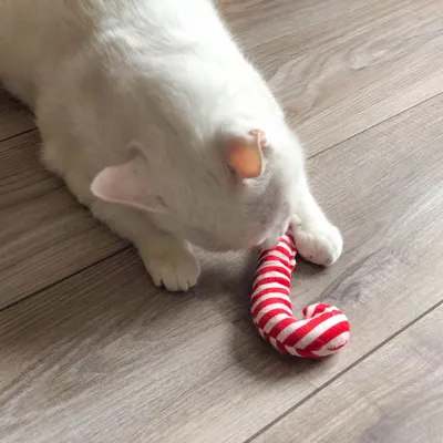 Бяла котка с червено-бяла плюшена играчка във формата на бастун върху дървен под. Видими са само предната част на котката и играчката.