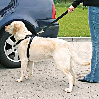 Dog with black safety harness, attached to a lead, standing next to a car. Demonstration of safe use of a dog harness for car journeys.