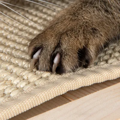 Nahaufnahme einer Katzenpfote mit Krallen auf einem beigen Sisal-Kratzbrett aus Holz.