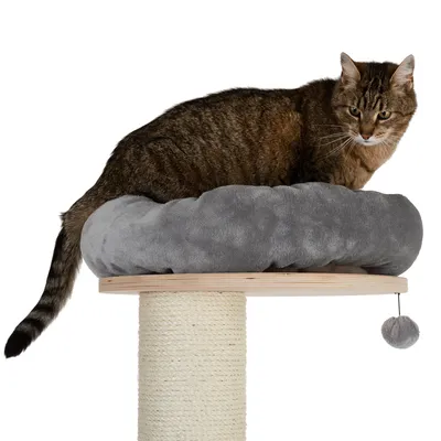 Kratzbaum mit Sisalstamm, grauem Plüschbett und Spielball. Katze sitzt auf der oberen Plattform.