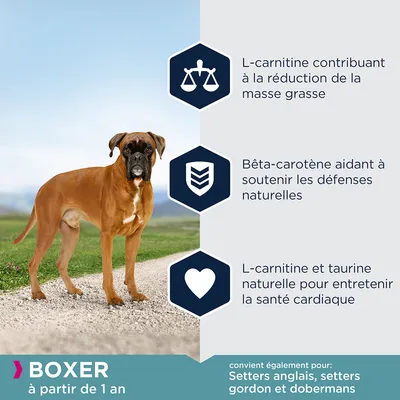 Boxer à partir de 1 an. L-carnitine contribuant à la réduction de la masse grasse, bêta-carotène aidant à soutenir les défenses naturelles, taurine pour la santé cardiaque. Convient aussi setters anglais, setters gordon et dobermans.