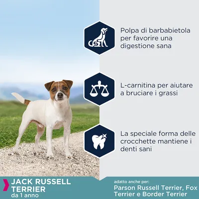 Jack Russell Terrier da 1 anno; polpa di barbabietola per digestione sana, L-carnitina per bruciare i grassi, forma crocchette mantiene denti sani. Adatto anche per Parson Russell Terrier, Fox Terrier, Border Terrier.