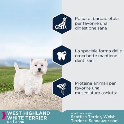 Polpa di barbabietola per digestione sana, forma delle crocchette mantiene i denti sani, proteine animali per muscolatura asciutta. WEST HIGHLAND WHITE TERRIER da 1 anno. Adatto anche per Scottish Terrier, Welsh Terrier e Schnauzer nani.