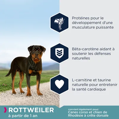 Rottweiler à partir de 1 an. Protéines pour la musculature, bêta-carotène pour les défenses naturelles, L-carnitine et taurine pour le cœur. Convient aussi Canes corso, chien de Rhodésie à crête dorsale.