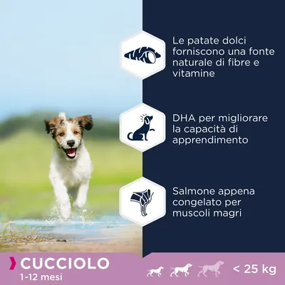 Cucciolo 1–12 mesi, meno di 25 kg. Le patate dolci forniscono una fonte naturale di fibre e vitamine. DHA per migliorare la capacità di apprendimento. Salmone appena congelato per muscoli magri.