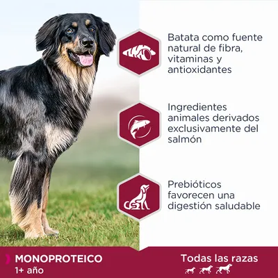 Batata como fuente natural de fibra, vitaminas y antioxidantes. Ingredientes animales derivados exclusivamente del salmón. Prebióticos favorecen una digestión saludable. Monoproteico 1+ año. Todas las razas.
