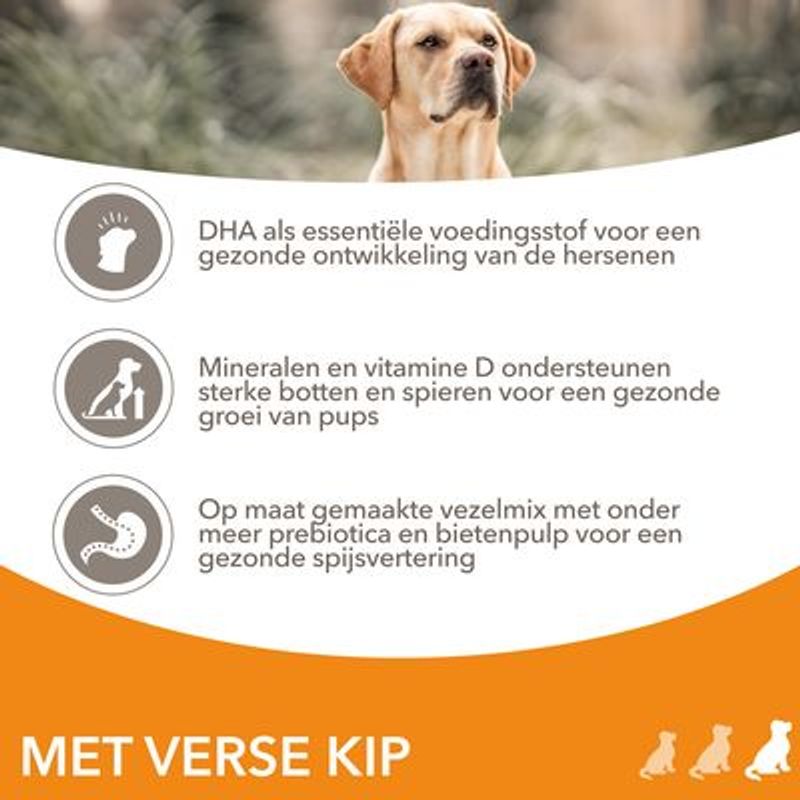 IAMS Advanced Nutrition Puppy & Junior Large Kip Hondenvoer