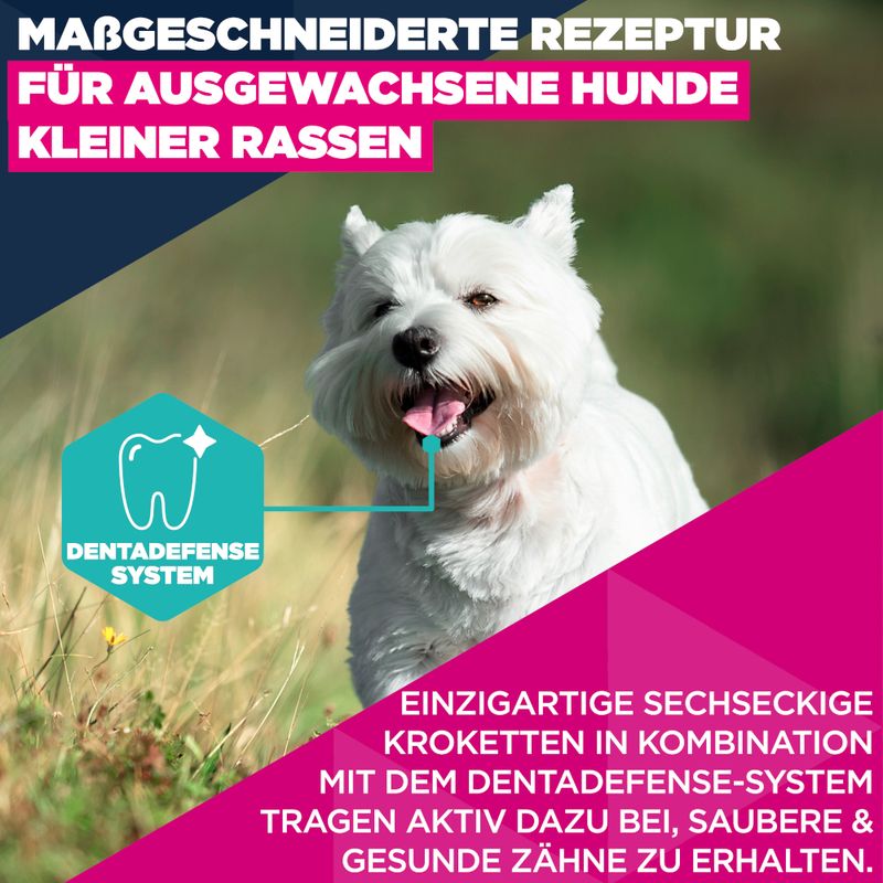 Eukanuba Premium Nutrition Adult Small Breed piščanec