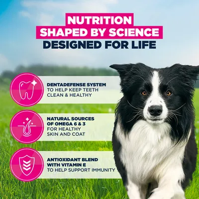 Eukanuba Premium Nutrition Adult Medium Breed kana