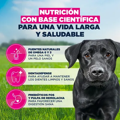 Eukanuba Premium Nutrition Adult Large & Giant Breed pollo