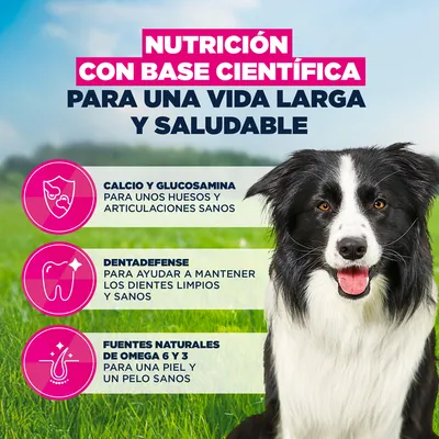 Eukanuba Premium Nutrition Mature Medium Breed pollo