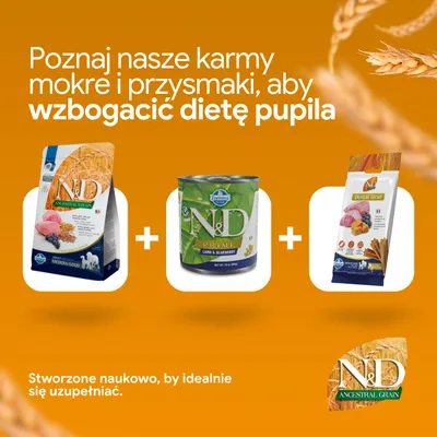 N&D Ancestral Grain karma sucha, N&D Prime karma mokra z jagnięciną i czarnymi jagodami oraz N&D Dental Treats obok siebie na pomarańczowym tle. N&D Ancestral Grain karma sucha, N&D Prime karma mokra z jagnięciną i czarnymi jagodami oraz N&D Dental Treats obok siebie na pomarańczowym tle.