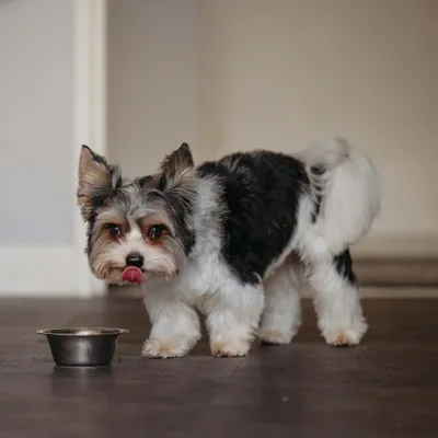 Kleiner Hund steht vor einem Futternapf und leckt sich die Lippen, zeigt Nutzung des Napfes.