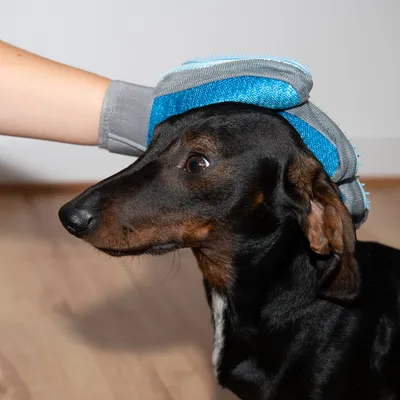 Pflegehandschuh mit blauen Borsten wird verwendet, um das Fell eines Hundes zu bürsten.