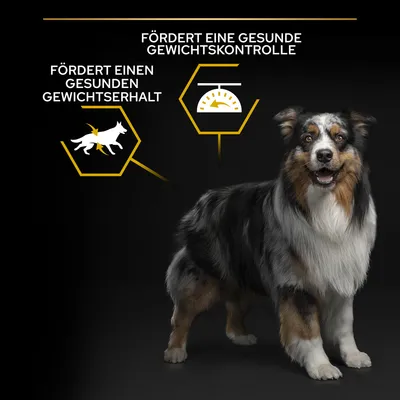 Fördert eine gesunde Gewichtskontrolle und einen gesunden Gewichtserhalt. Abgebildet ist ein Hund vor schwarzem Hintergrund.