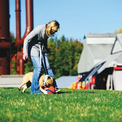Nainen leikkii koiran kanssa hihnassa nurmikolla, koira tarttuu punaiseen leikkipalloon.