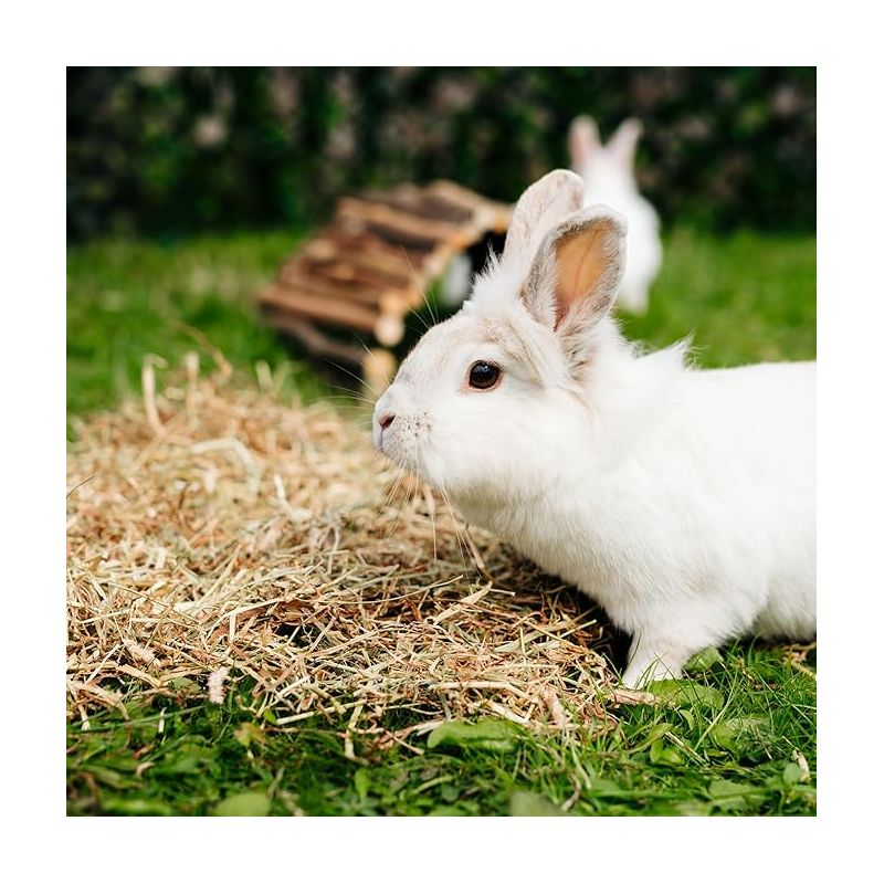 Burgess Excel Hedgerow Herbs Feeding Hay