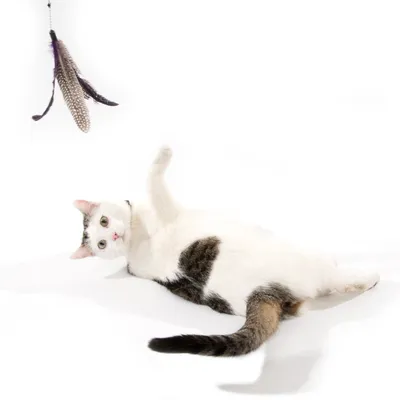 Kat speelt met hengelspeeltje met veren, zwart-wit gevlekt. Speeltje bestaat uit touw en meerdere veren in bruin en paars.