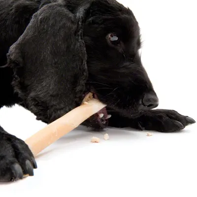 Cane nero che mastica un osso masticabile chiaro su sfondo bianco, vista ravvicinata del muso e della zampa anteriore.