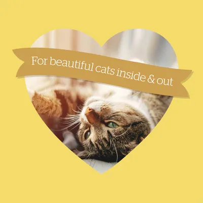 For beautiful cats inside and out