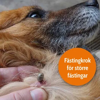 Fästingkrok används på hund för att ta bort större fästingar. Orange cirkel med text: Fästingkrok för större fästingar.
