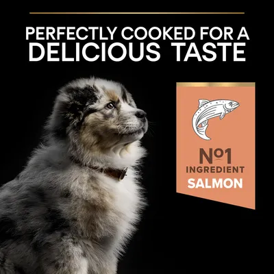 PERFECTLY COOKED FOR A DELICIOUS TASTE. Nο1 INGREDIENT SALMON (κείμενο στα αγγλικά). Εικόνα σκύλου και εικονίδιο σολομού.