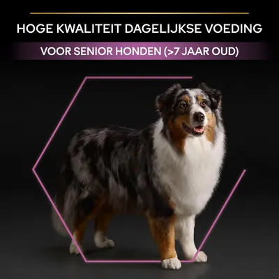 Hoge kwaliteit dagelijkse voeding voor senior honden (>7 jaar oud) staat boven een staande hond, met paarse hexagonlijn op zwarte achtergrond.