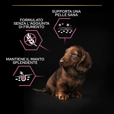 Cucciolo con tre claim: formulato senza l'aggiunta di frumento, supporta una pelle sana, mantiene il manto splendente. Simboli grafici accanto a ciascun testo.