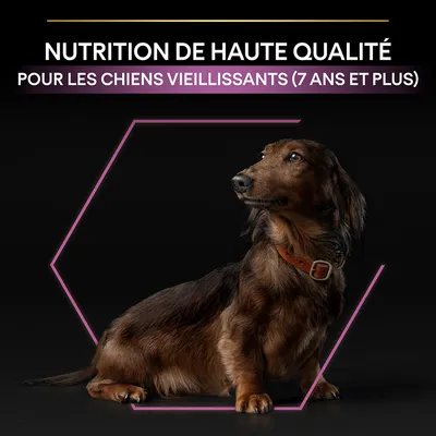 NUTRITION DE HAUTE QUALITÉ POUR LES CHIENS VIEILLISSANTS (7 ANS ET PLUS) inscrit au-dessus d’un chien marron à poils longs portant un collier, fond noir.