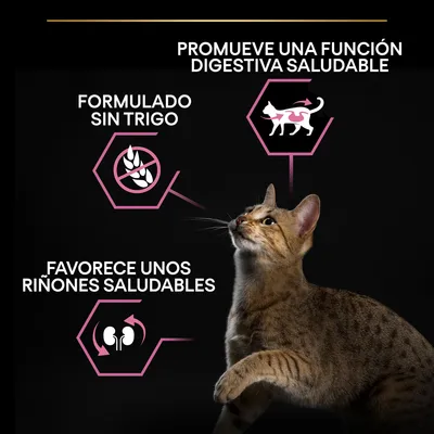 Promueve una función digestiva saludable, formulado sin trigo, favorece unos riñones saludables. Imagen de un gato con iconos explicativos y texto destacado en español.