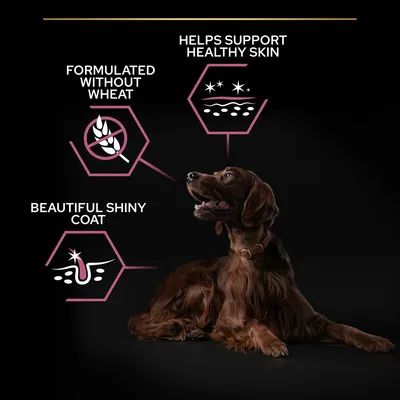 Formulated without wheat, helps support healthy skin, beautiful shiny coat. Tekst og ikoner med brun hund i forgrunden. Teksten er på engelsk.