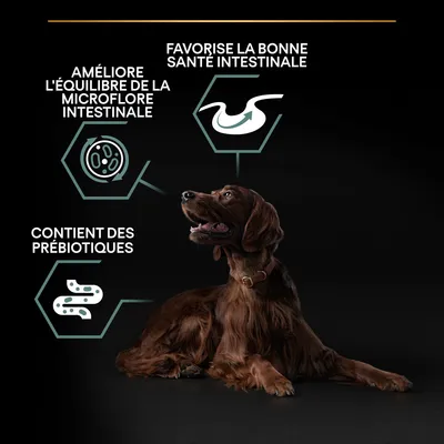 Favorise la bonne santé intestinale, améliore l’équilibre de la microflore intestinale, contient des prébiotiques (texte visible sur l’image avec un chien brun allongé).