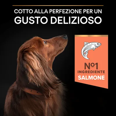 Testo: Cotto alla perfezione per un gusto delizioso. N°1 ingrediente salmone. Immagine di cane marrone con collare, icona pesce.