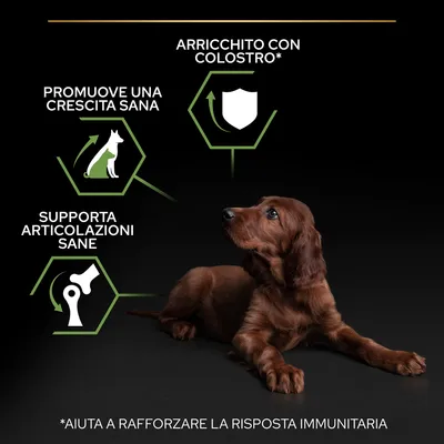 Promuove una crescita sana, supporta articolazioni sane, arricchito con colostro. Aiuta a rafforzare la risposta immunitaria. Cucciolo di cane sdraiato su sfondo nero.