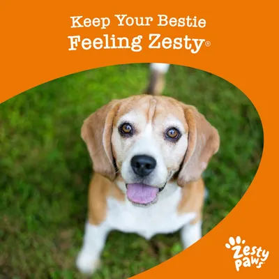 Keep Your Bestie Feeling Zesty. Zesty Paws branding with a pet outdoors on grass.
