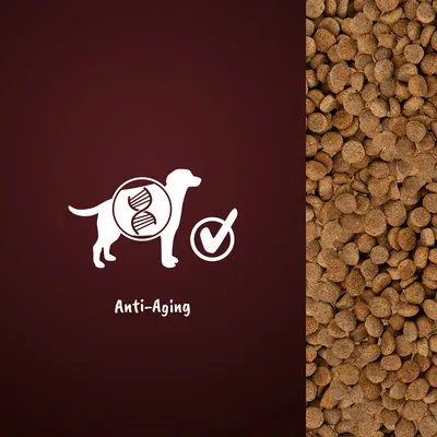 Anti-Aging-Formel für Hunde, dargestellt durch DNA-Symbol und Häkchen. Rechts Abbildung von braunen Trockenfutterstücken.