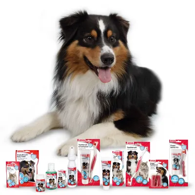 Selection of pet dental care products including toothbrushes, toothpaste, dental gel, finger toothbrush, fresh breath spray and treats, all shown in retail packaging.