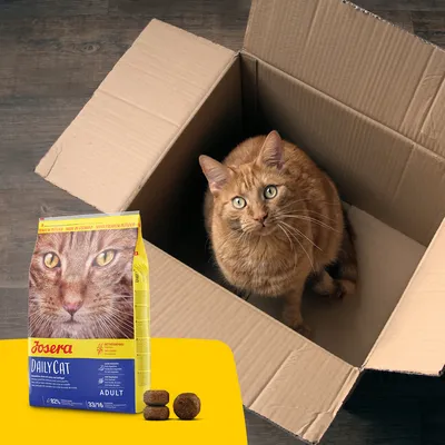 Bolsa de pienso Josera DailyCat Adult junto a croquetas visibles y un gato atigrado naranja sentado dentro de una caja de cartón. Marca y nombre del producto claramente visibles.