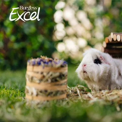 Burgess Excel Forage & Feast Mini Bale with Marigold - 100g